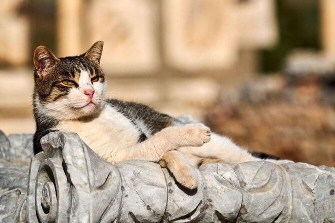 Daily Ephesus and Virgin Mary House Tour with Lunch Included - Walking Ephesus from the Agora to the Great Theater