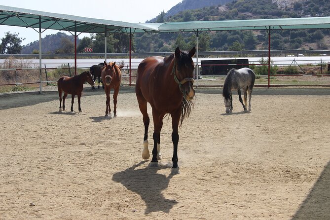 Kusadasi Horse Riding Beach and Forest options with Transfer - Choosing between a shorter safari and a longer ride