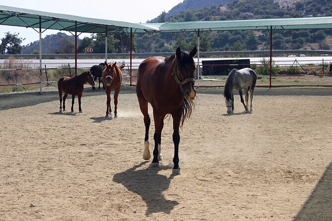 Kusadasi Horse Riding On Beach And Through The River - What the $50 price includes